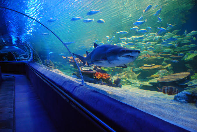 SEA LIFE
