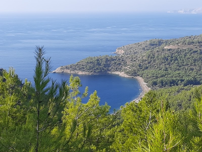 domuzbükü