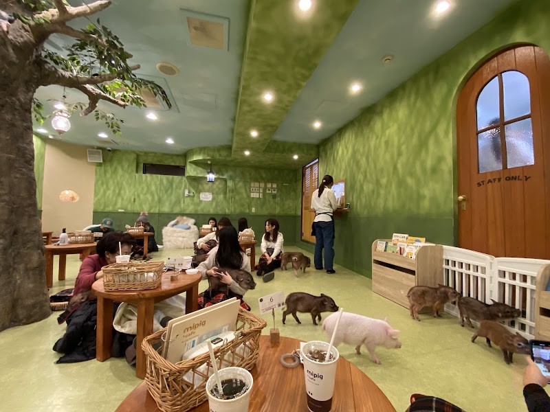mipig cafe Harajuku