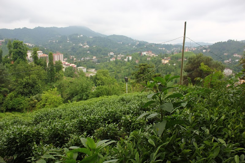 Ziraat Tea Garden