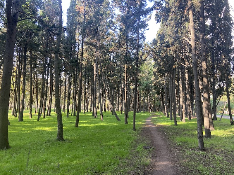 Florya Atatürk Forest