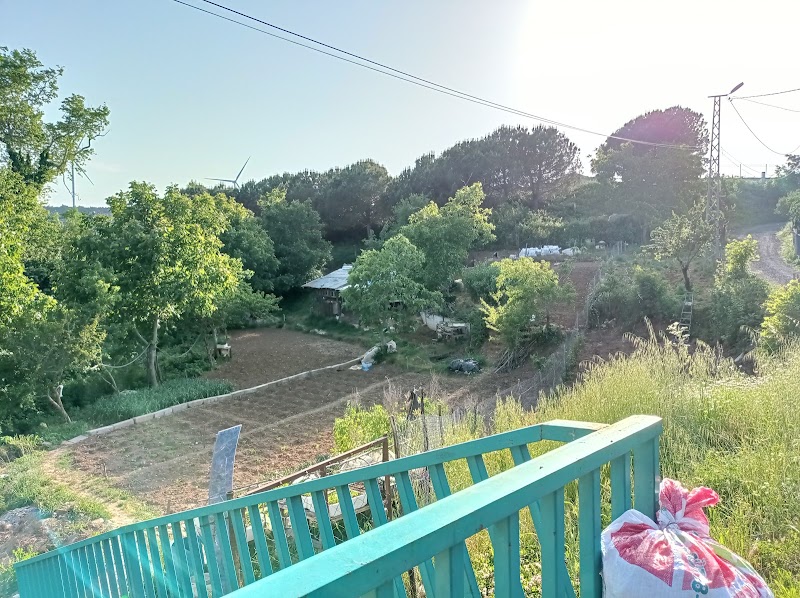 Anıt ağaç