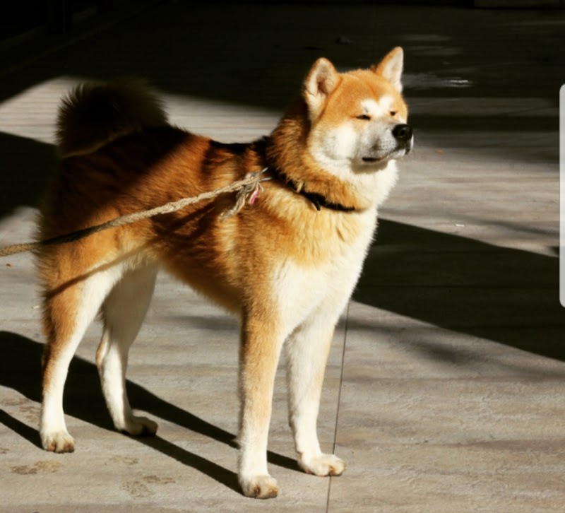 Satılık Akita Yavruları Amerikan Akita ve Akita Inu