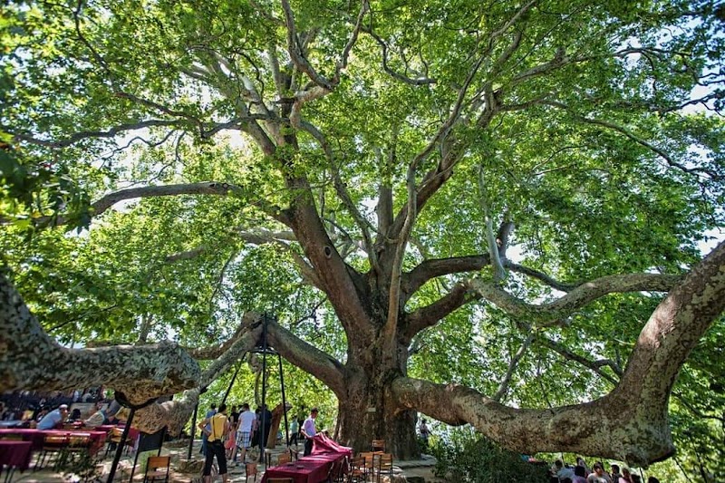 İnkaya Tarihi Çınar ağacı