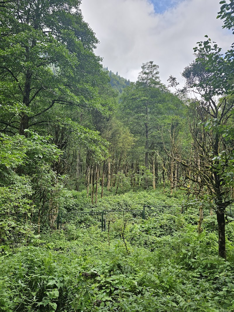 Şimşir Ormanı