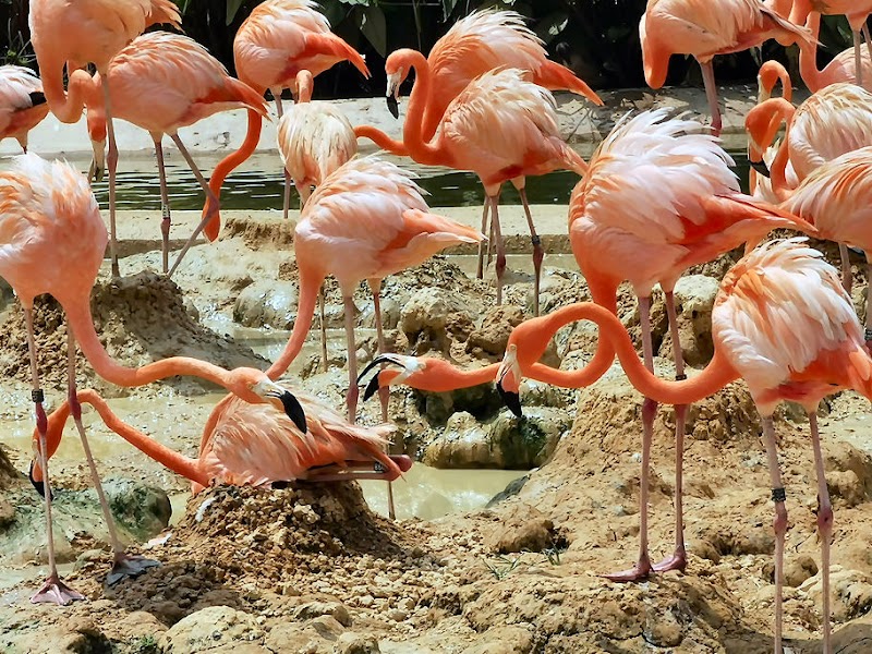 Bird Paradise