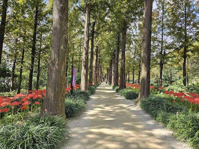 Haneul Park Metasequoia Trail
