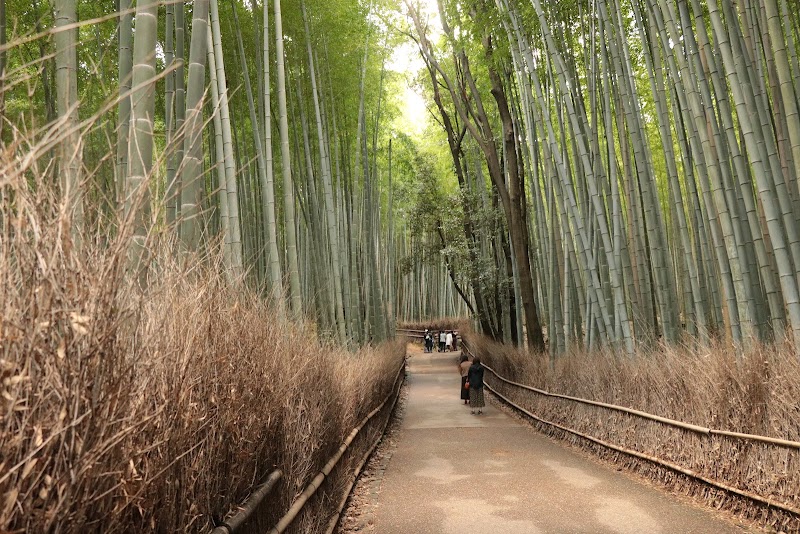 Arashiyama Bamboo Forest