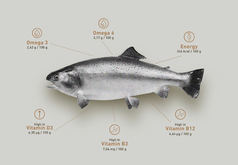 Turkish Salmon From Black Sea