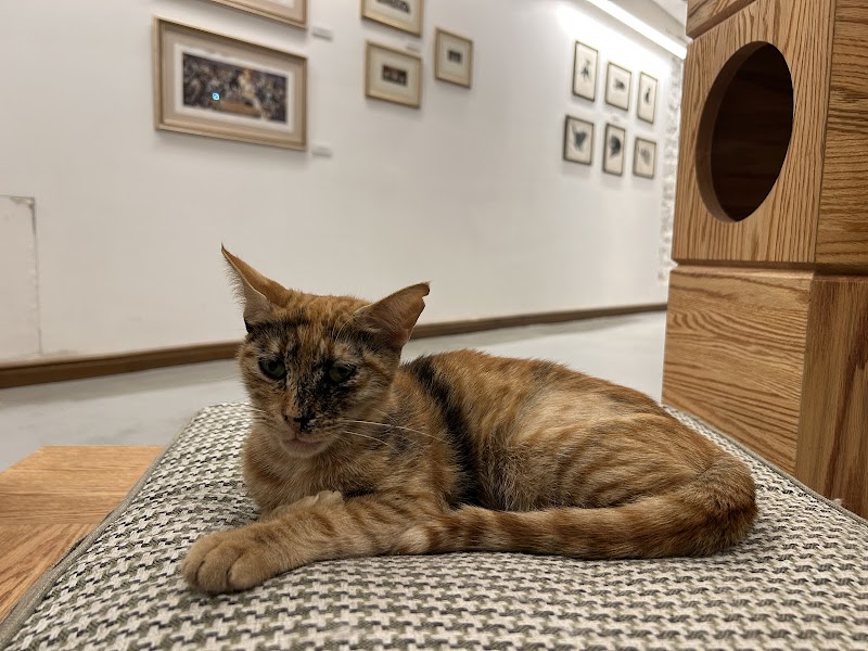 Cat Museum Istanbul